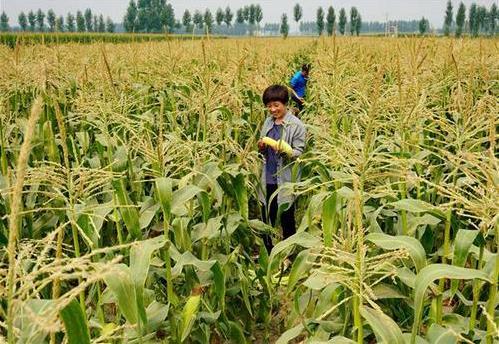 三部委：將水稻、玉米、小麥三大糧食作物制種納入中央財(cái)政農(nóng)業(yè)保險(xiǎn)保險(xiǎn)費(fèi)補(bǔ)貼目錄