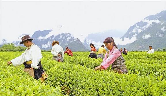 截至2018年底，西藏貧困人口已降至15萬人，貧困發(fā)生率下降到6%以下