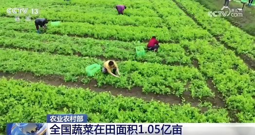 據(jù)農(nóng)業(yè)農(nóng)村部農(nóng)情調(diào)度，目前全國蔬菜在田面積1.05億畝，同比增加90多萬畝